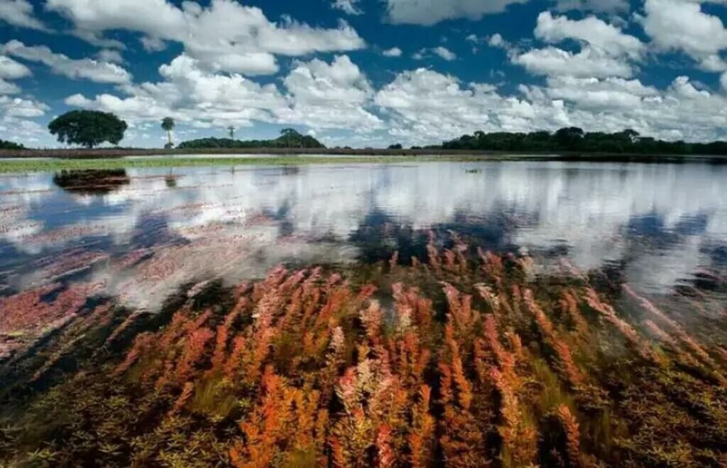 Imagem de compartilhamento para o artigo Parque Estadual Alagados do Taquari receberá R$ 120 milhões para aquisição de terras no Pantanal da MS Todo dia